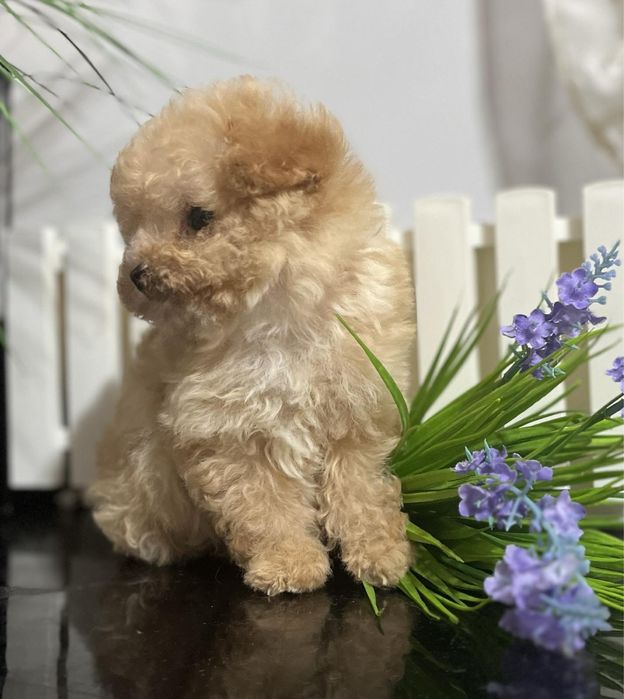 Іграшковий цуцик породи мальтіпу