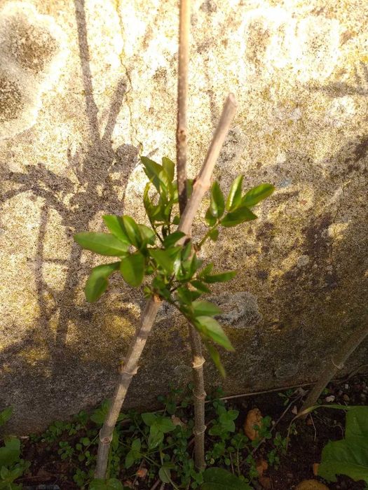 Plantas trepadeiras sete-léguas flor rosa