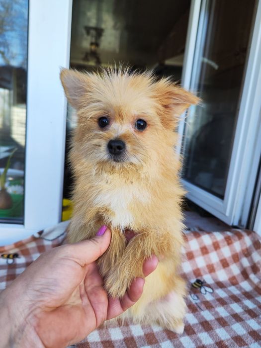 ЙоркоПу микс Девочка