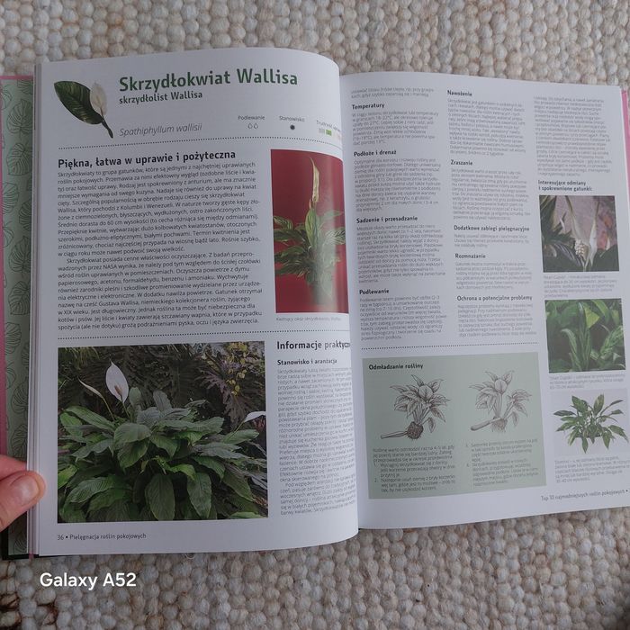 Pielęgnacja  roślin pokojowych.