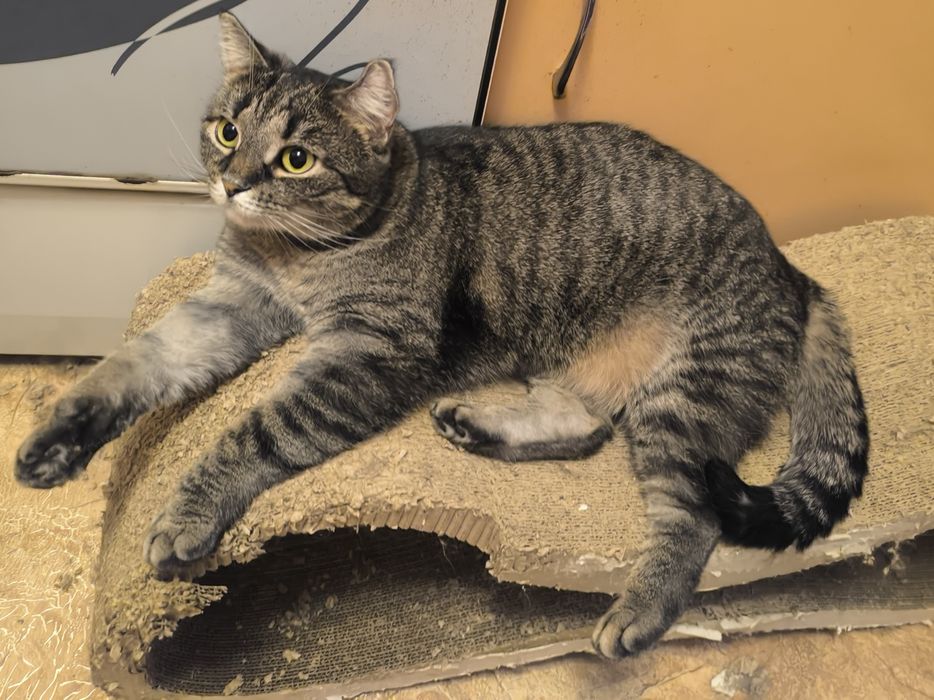 Киця в добрі руки