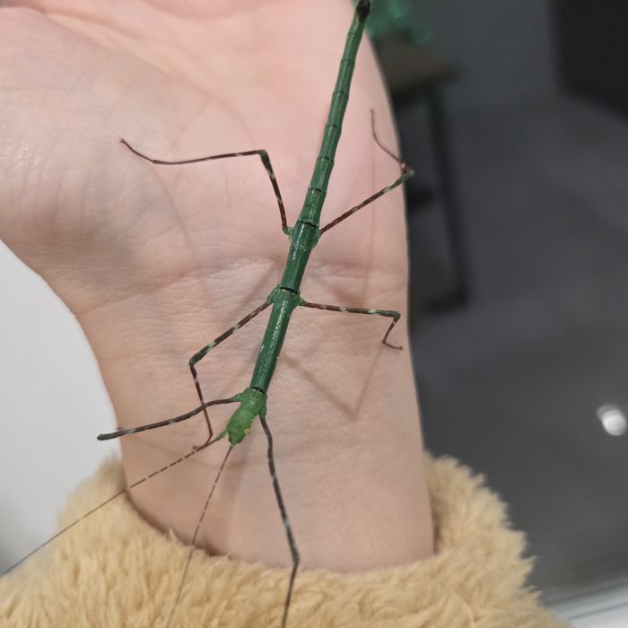 Patyczaki szmaragdowe