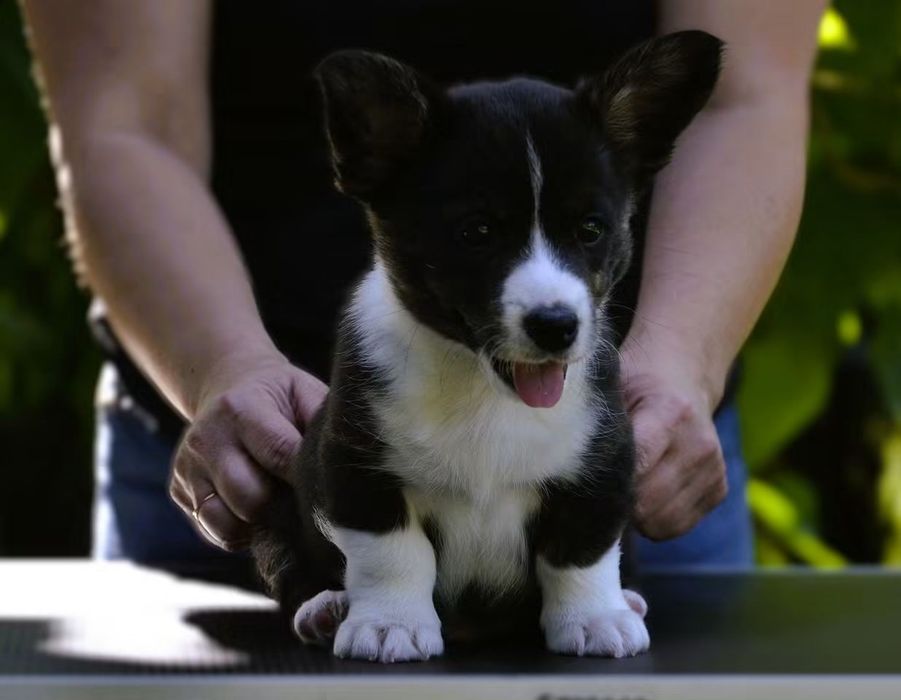 Welsh Corgi Cardigan chłopiec ZKwP FCI