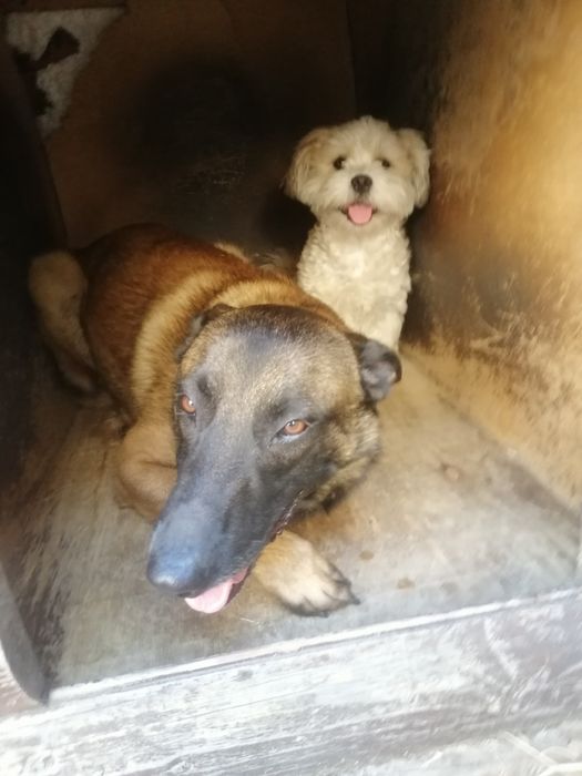 Кобель Малінуа. Вязка. Бельгійська вівчарка.