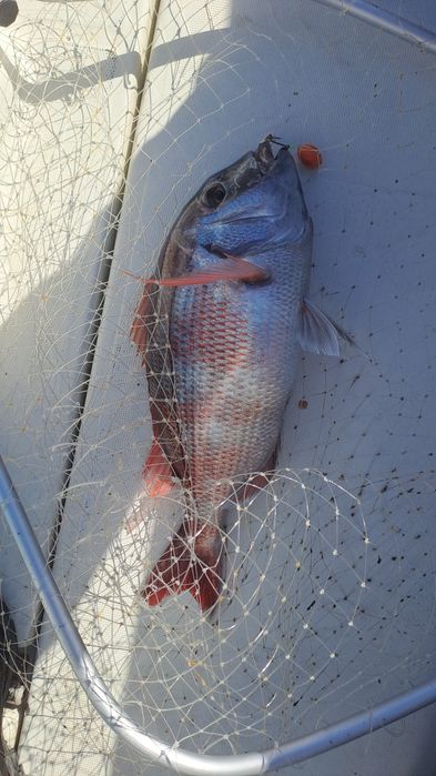 Pesca desportiva, embarcada.