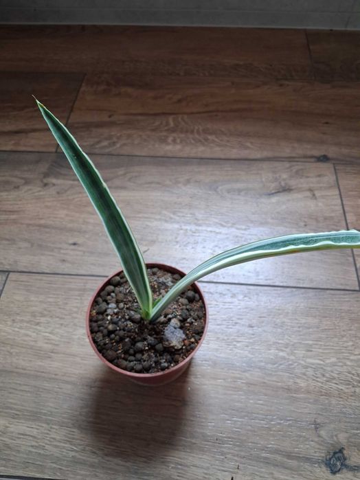 Sansevieria metallica 'Silver Siam'