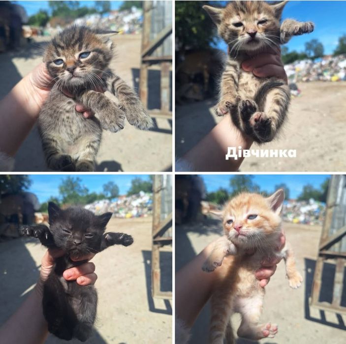 Кошенятка в хороші руки