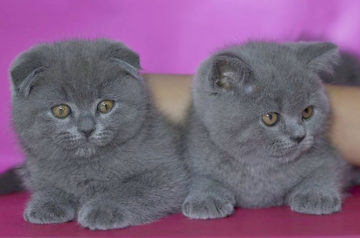 Продам котят шотландських