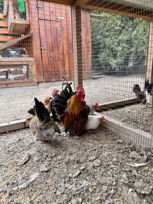 Serama Seramy  jaja lęgowe