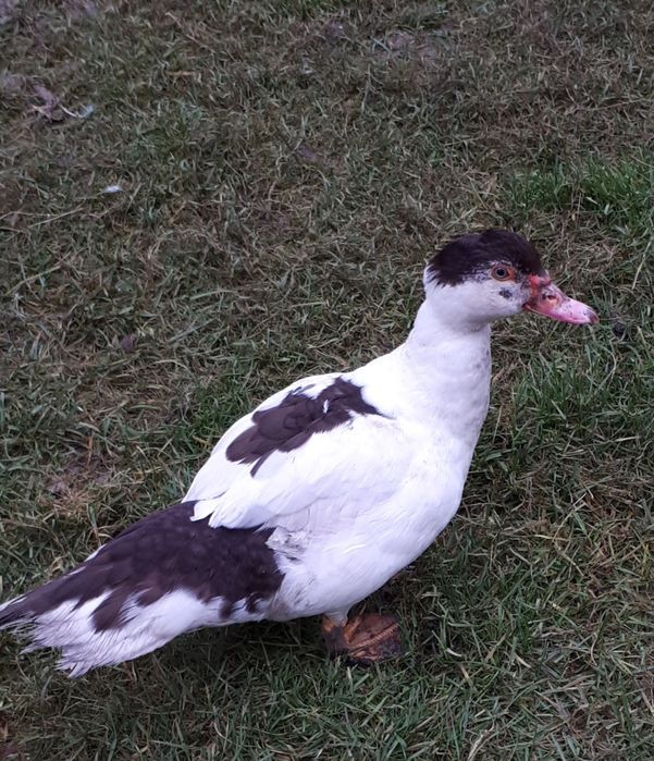 Продам молоді качки