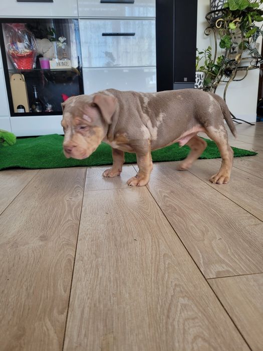 American bully lilacc tri merle