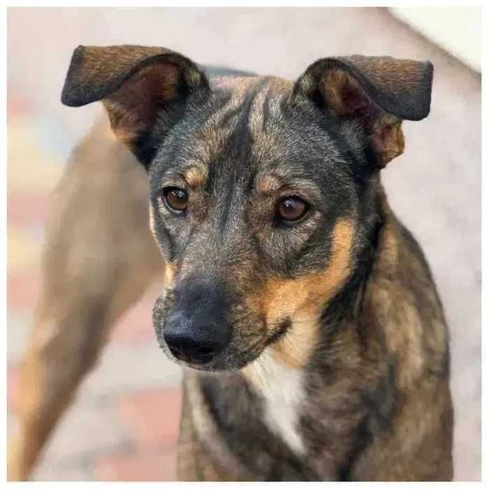 Активная собака в хорошие руки