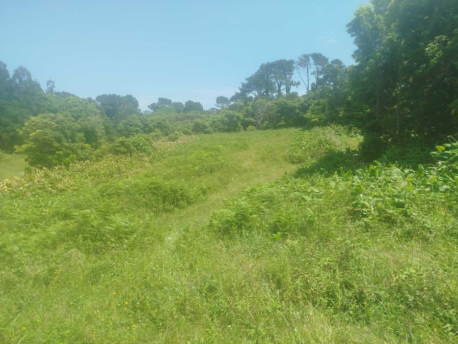 Terreno Pinheira - Rua da Bragada - Santo António