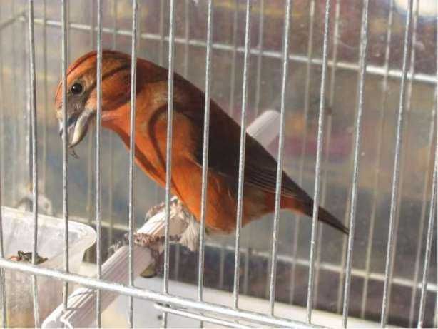 Aves anilhadas 2025/2026 (varias aves)