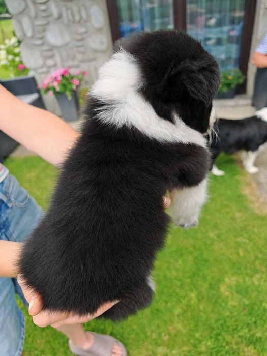 Szczeniak Border Collie