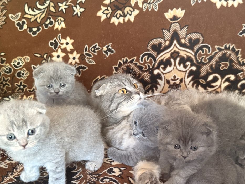 Шотландські кошенята