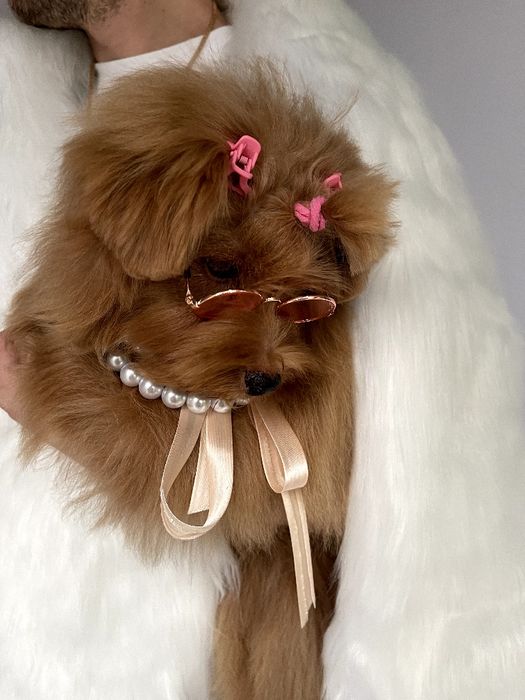 Помапу — Пухнасті принцеси хочуть до вас