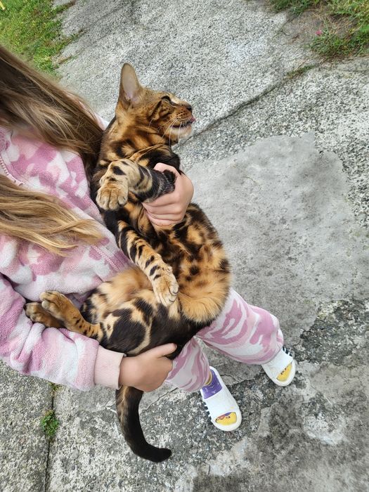 Вязка бенгальского кота