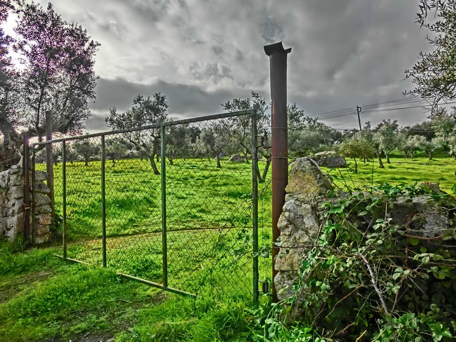 VENDO   OLIVAL  EM  SANTA  EULALIA  ELVAS  ALENTEJO  189 Oliveiras  Centenarias  1 , 175 ha de terreno