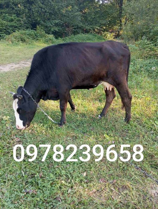 продається добра корова