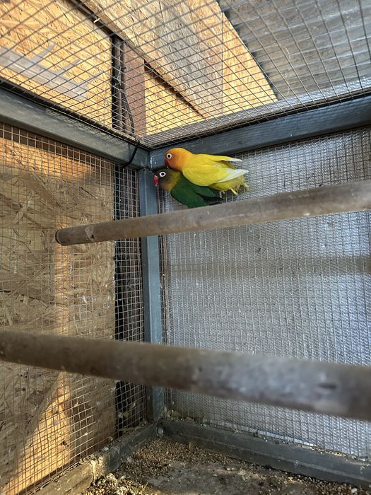 Casais Agapornis Roseicollis e Fisher