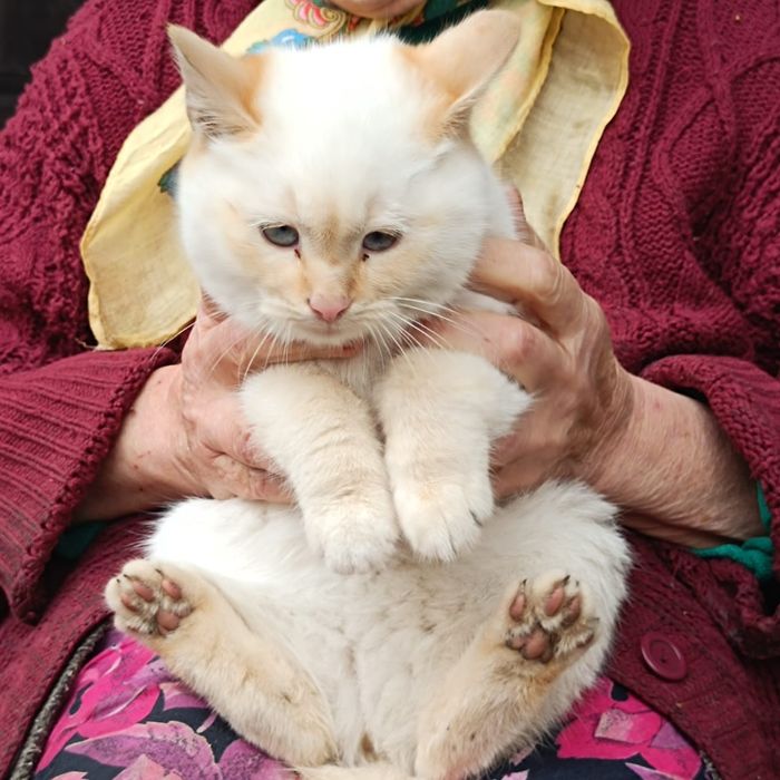 Котики в добрі руки