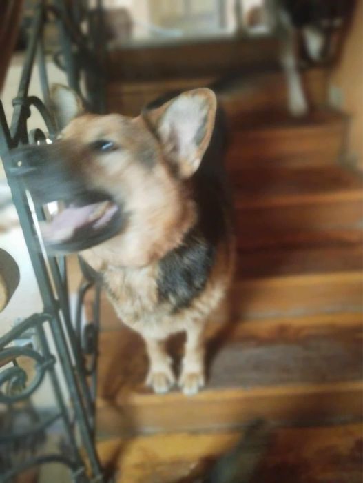 Uroczy Iwo szuka domku