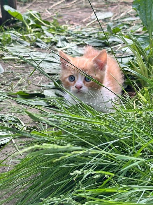 Продам двох котиків
