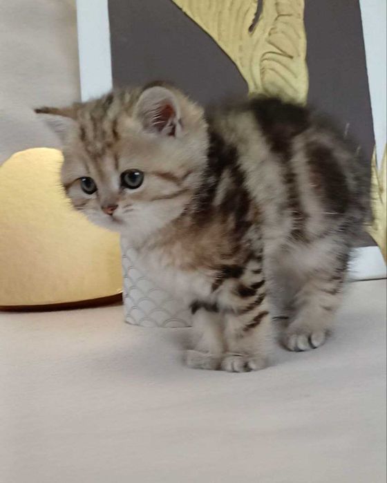 золоті мармурові котики і кошенятка