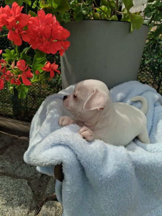 Chihuahua Piesek