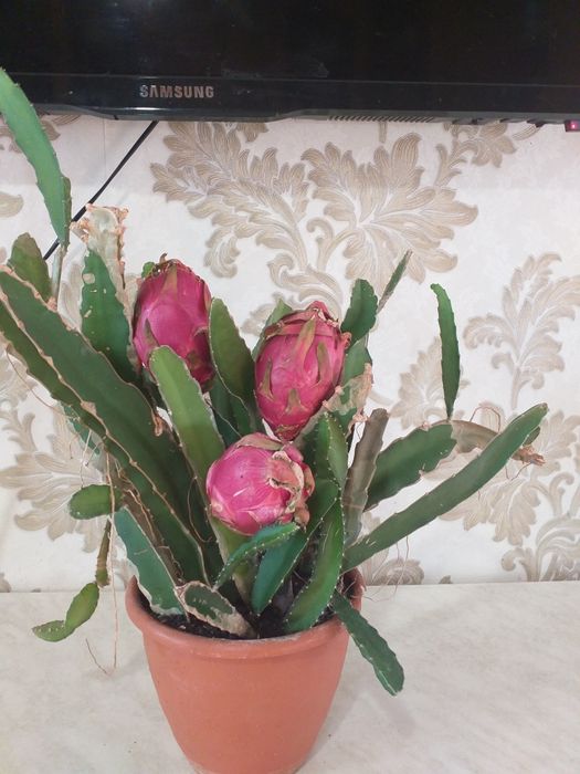 Мандарины, апельсины, лимон гранат, финик