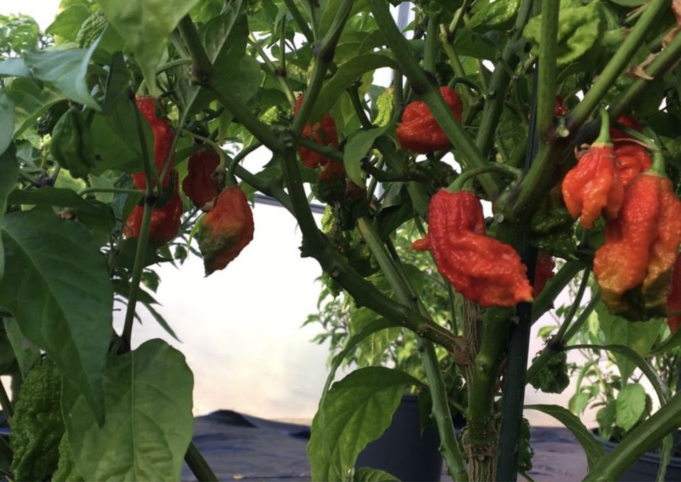 Malguetas carolina reaper