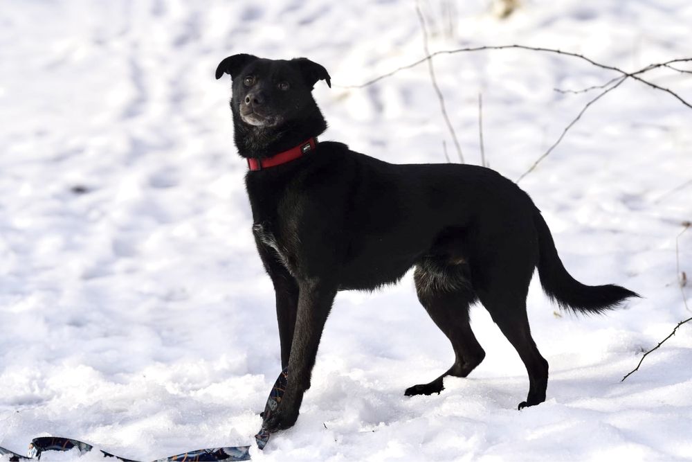 Grey czeka już 6 lat na dom — może właśnie na Twój?