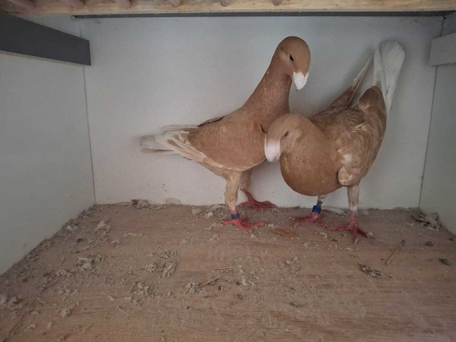 Gołębie niemieckie wystawowe