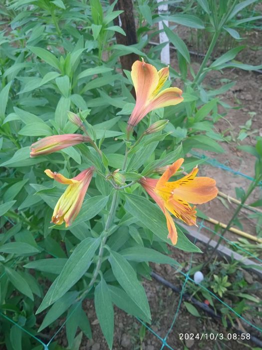 Продам коріння альстромерії.