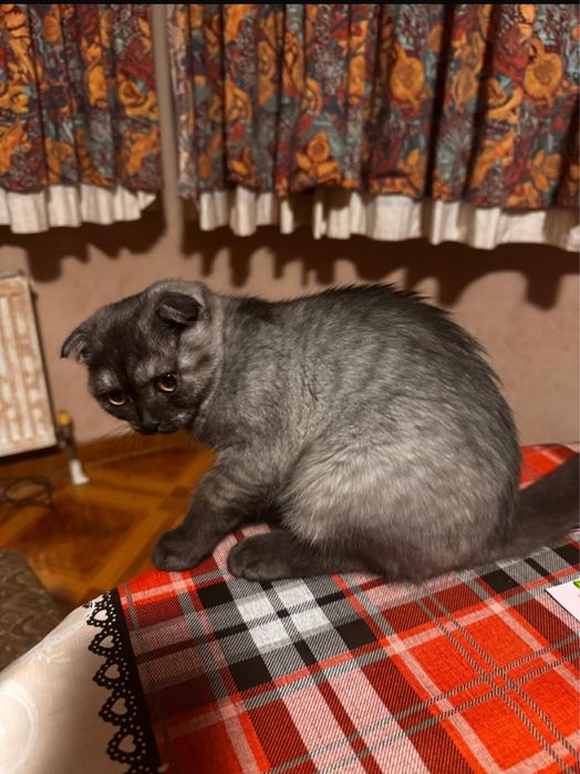 Шотландка БонЯ 3 месяца Скоттиш Фолд