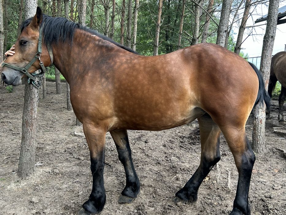 Klacz  gniada , 2 letnia