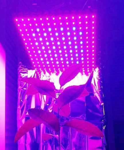 Фітолампа LED 220W 169LED полний спектр для рослин
