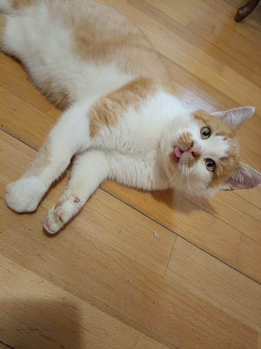 Kotka Misia szuka domu