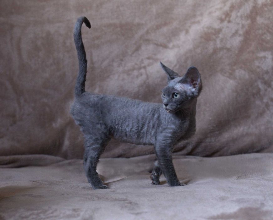 Dziewczynka Devon Rex z rodowodem FPL