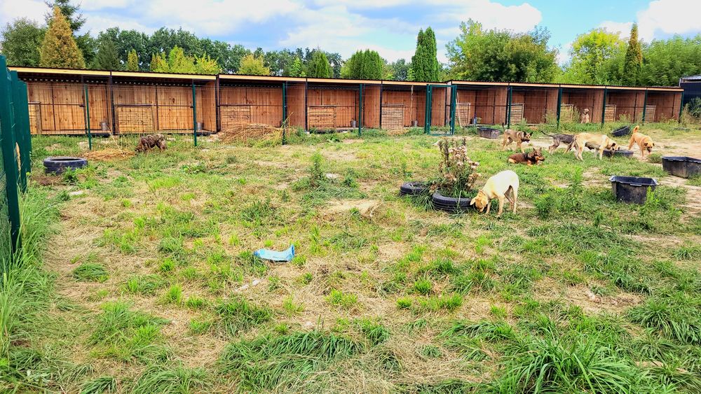 Перетримка для тварин