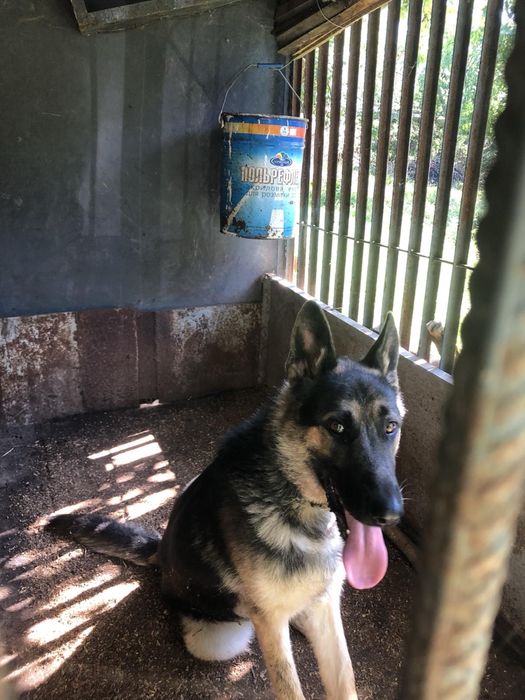 Німецький красень шукає подружку