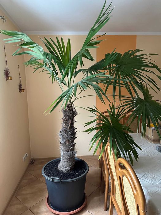 Palma Szorstkowiec Fortunego 230 cm