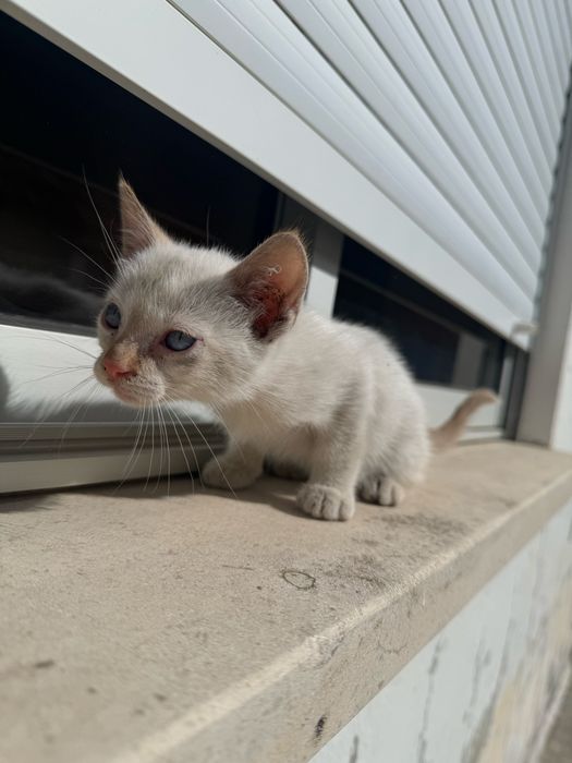 Gatinhas para Adoção