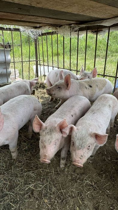 Продам поросят мясной породы