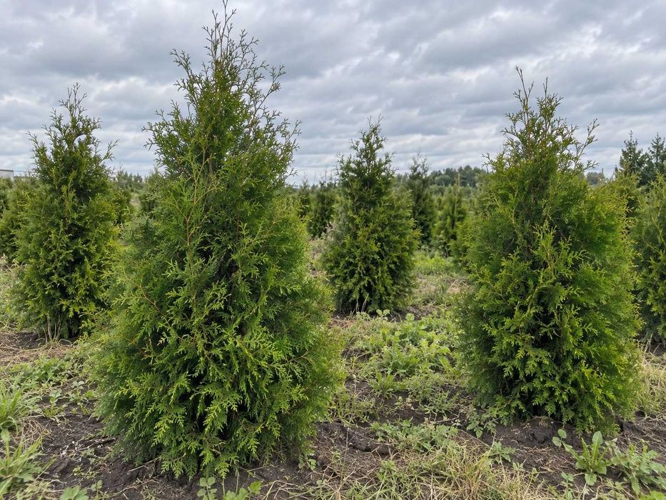 Tuja Brabant 180-200 cm | Dostawa i Sadzenie | Węgrów