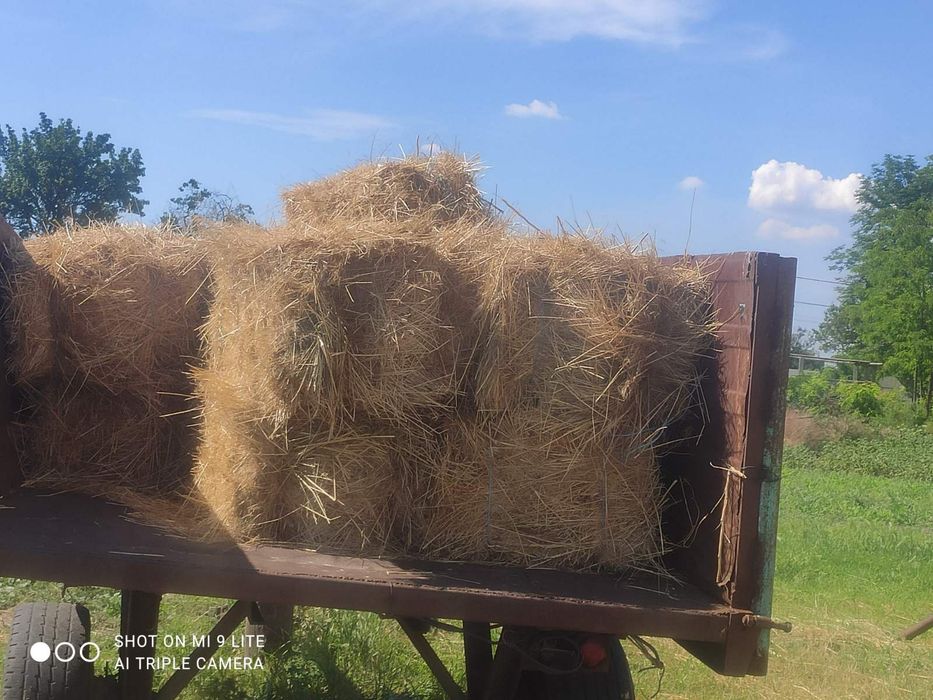 Сіно в тюках і розсипне