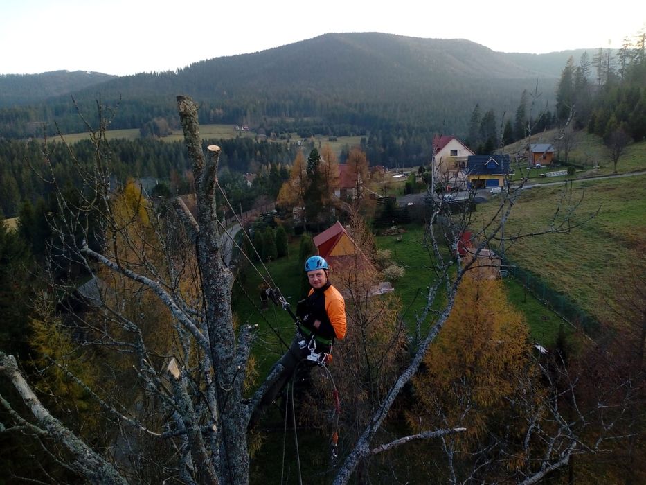 AlpinTom Wycinka i Pielęgnacja Drzew