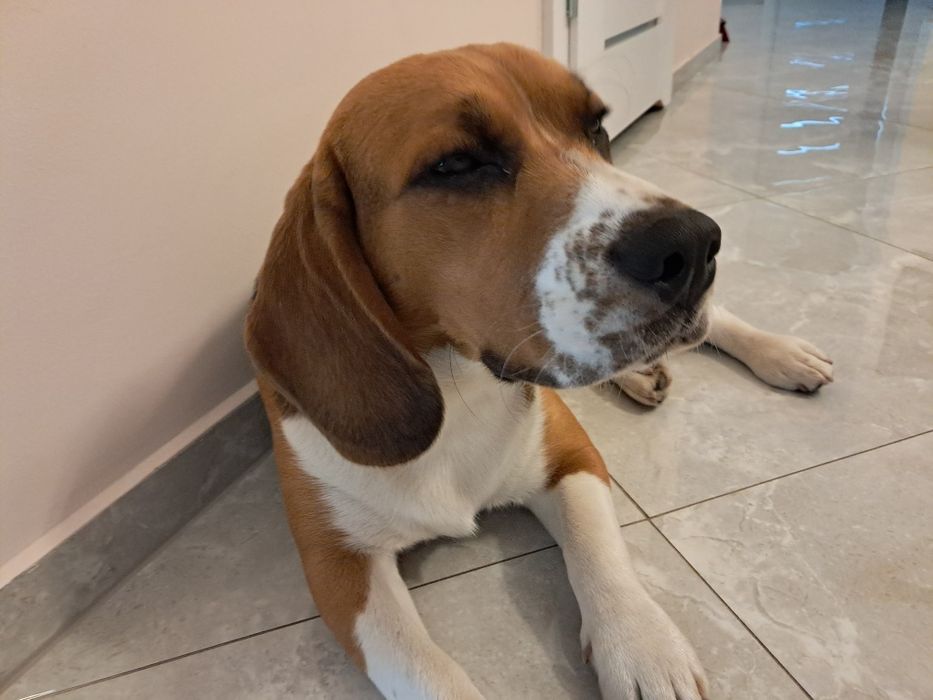 Oddam Beagle w dobre ręce