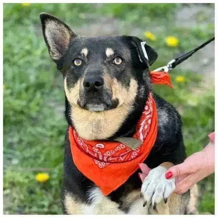 Активная собака ищет дом